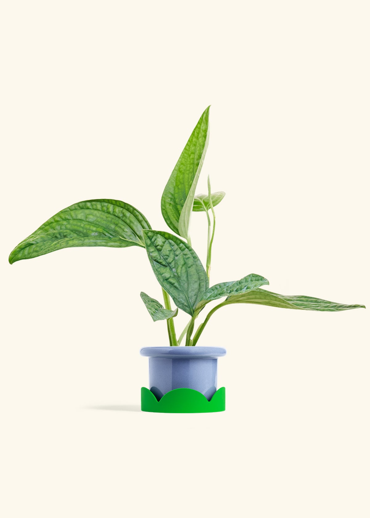Monstera Karstenianum Peru in a 4 inches Fat Lip Blue Planter in a Shamrock Petal Drip Tray