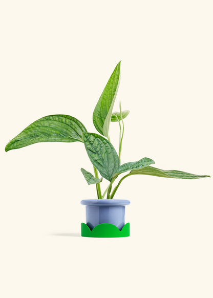 Monstera Karstenianum Peru in a 4 inches Fat Lip Blue Planter in a Shamrock Petal Drip Tray
