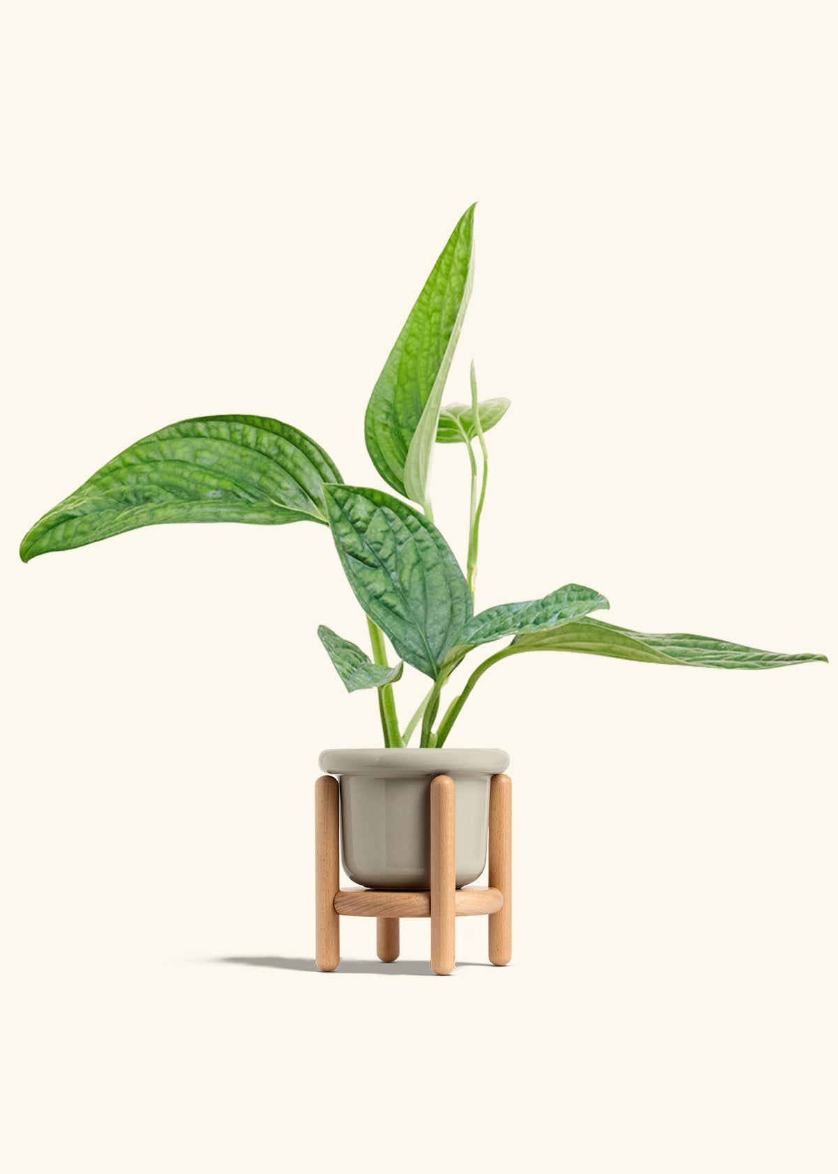 Monstera Karstenianum Peru in a 4 inches Pink Classic Cylinder Planter in a Beech Wood Stand