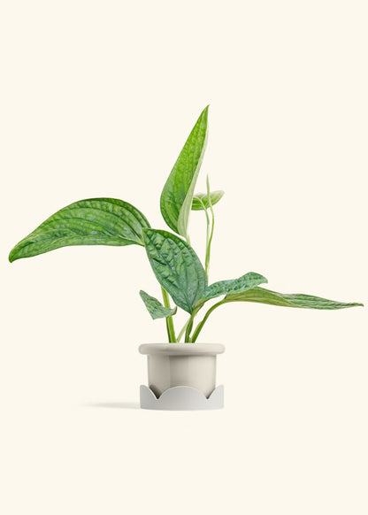 Monstera Karstenianum Peru in a 4 inches Fat Lip Oat Planter in a Shamrock Petal Drip Tray