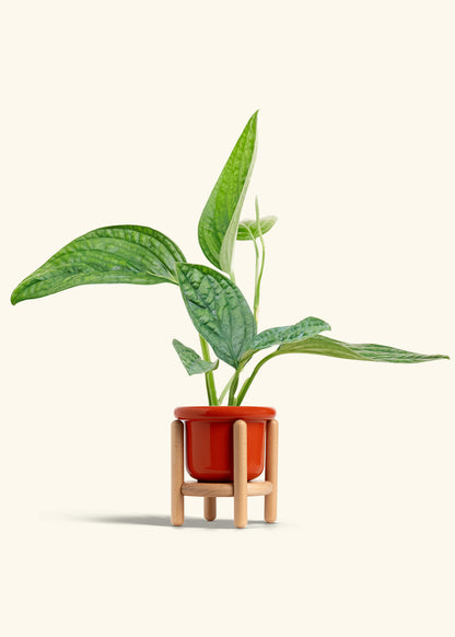 Monstera Karstenianum Peru in a 4 inches Fat Lip Red Planter in a Beech Wood Stand