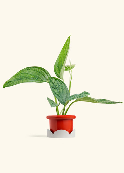 Monstera Karstenianum Peru in a 4 inches Fat Lip Red Planter in a Oat Petal Drip Tray
