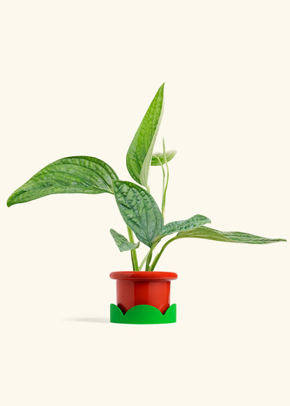 Monstera Karstenianum Peru in a 4 inches Fat Lip Red Planter in a Shamrock Petal Drip Tray