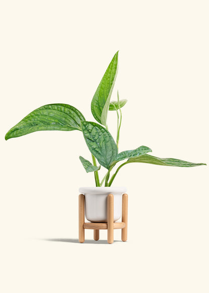 Monstera Karstenianum Peru in a 4 inches Fat Lip White Planter in a Beech Wood Stand