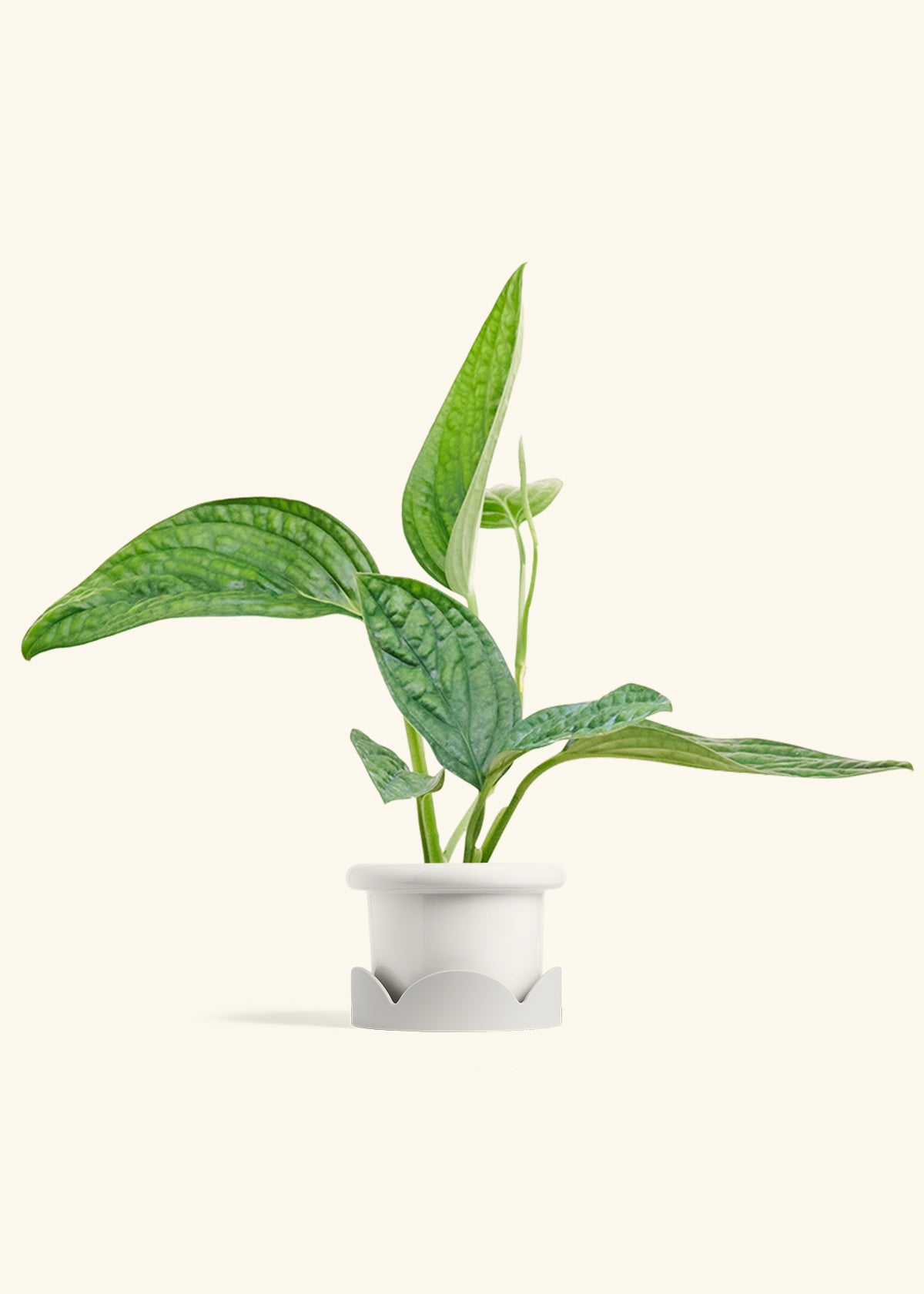 Monstera Karstenianum Peru in a 4 inches Fat Lip White Planter in a Oat Petal Drip Tray
