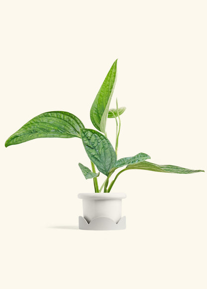 Monstera Karstenianum Peru in a 4 inches Fat Lip White Planter in a Oat Petal Drip Tray