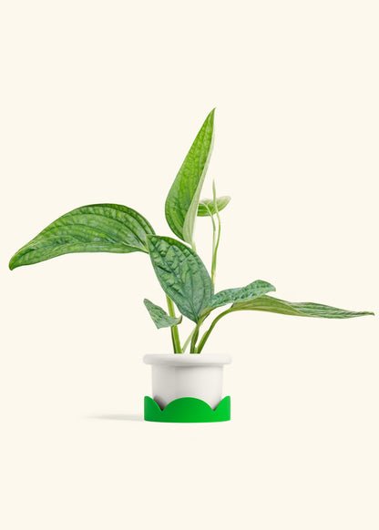 Monstera Karstenianum Peru in a 4 inches Fat Lip White Planter in a Shamrock Petal Drip Tray
