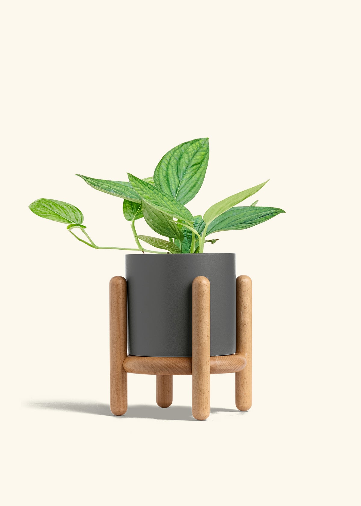 Monstera 'Peru', Medium in a 6 inches Charcoal Classic Cylinder Planter in a Beech Wood Stand