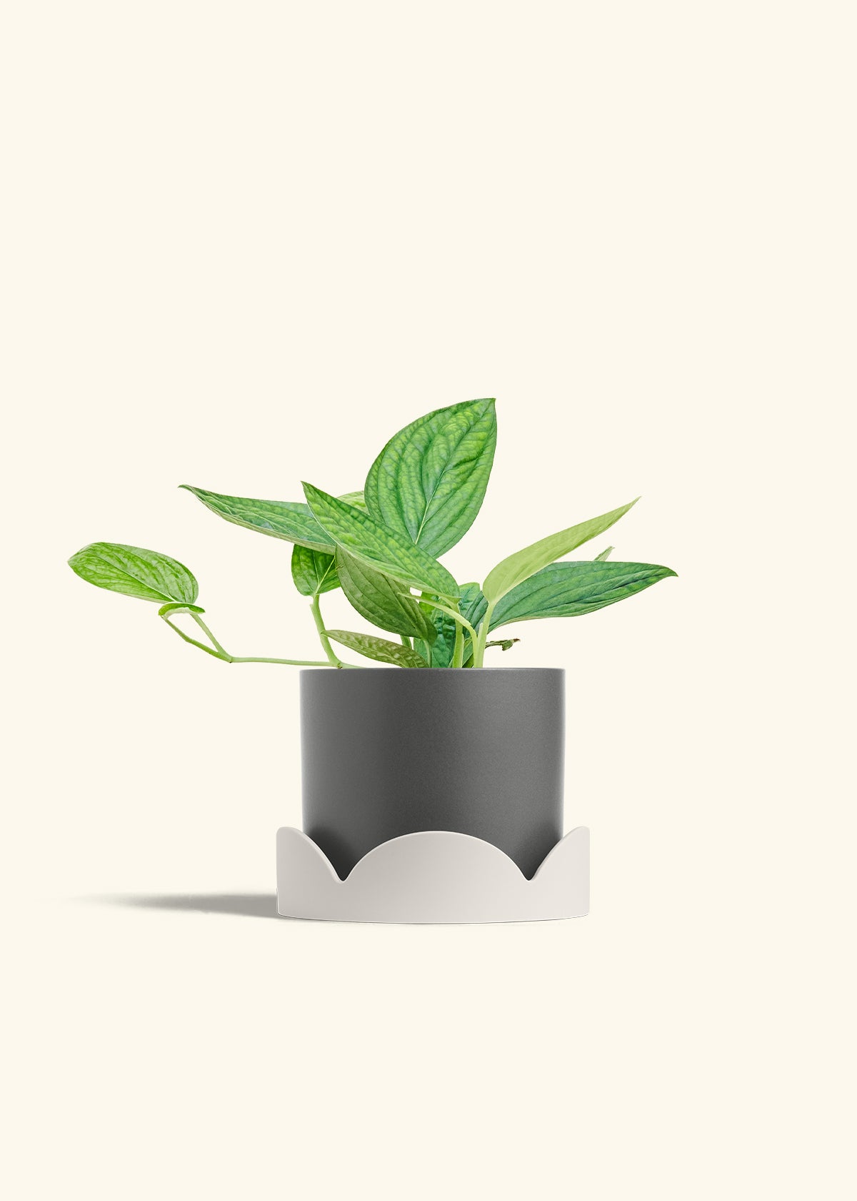 Monstera 'Peru', Medium in a 6 inches Charcoal Classic Cylinder Planter in a Oat Petal Drip Tray