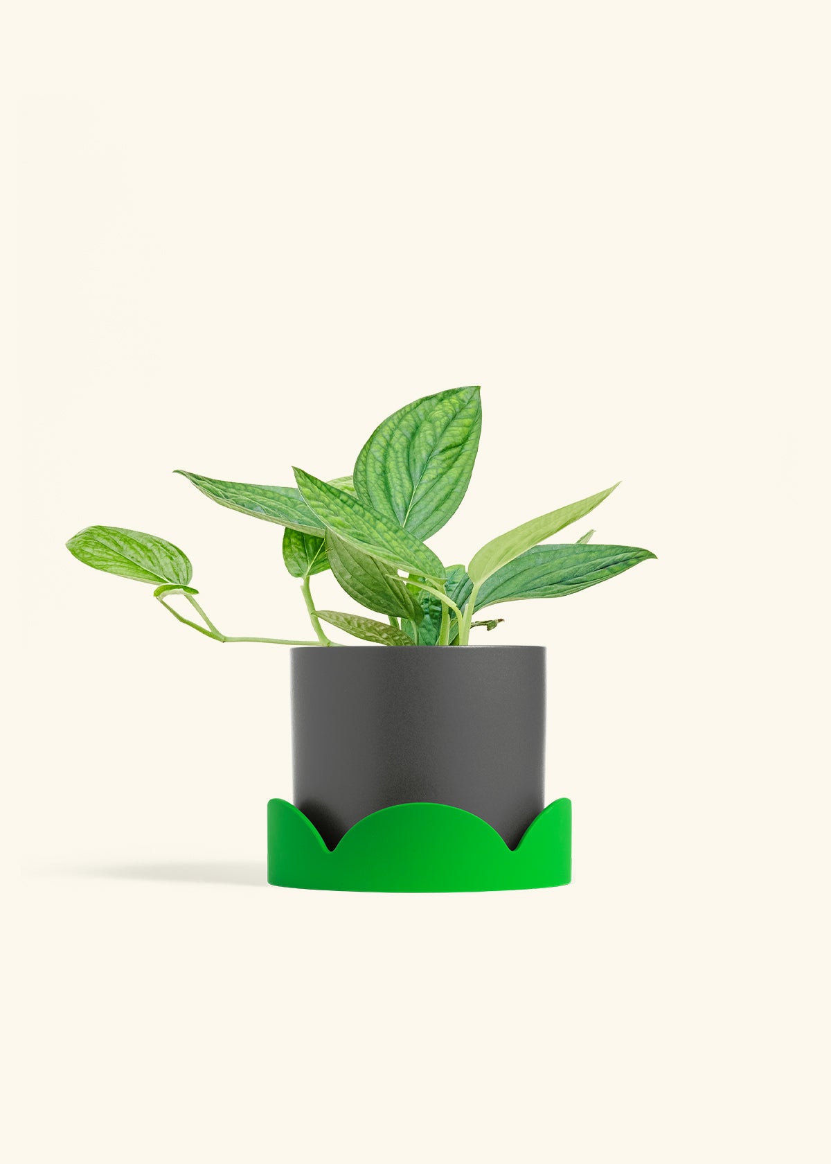 Monstera 'Peru', Medium in a 6 inches Charcoal Classic Cylinder Planter in a Shamrock Petal Drip Tray