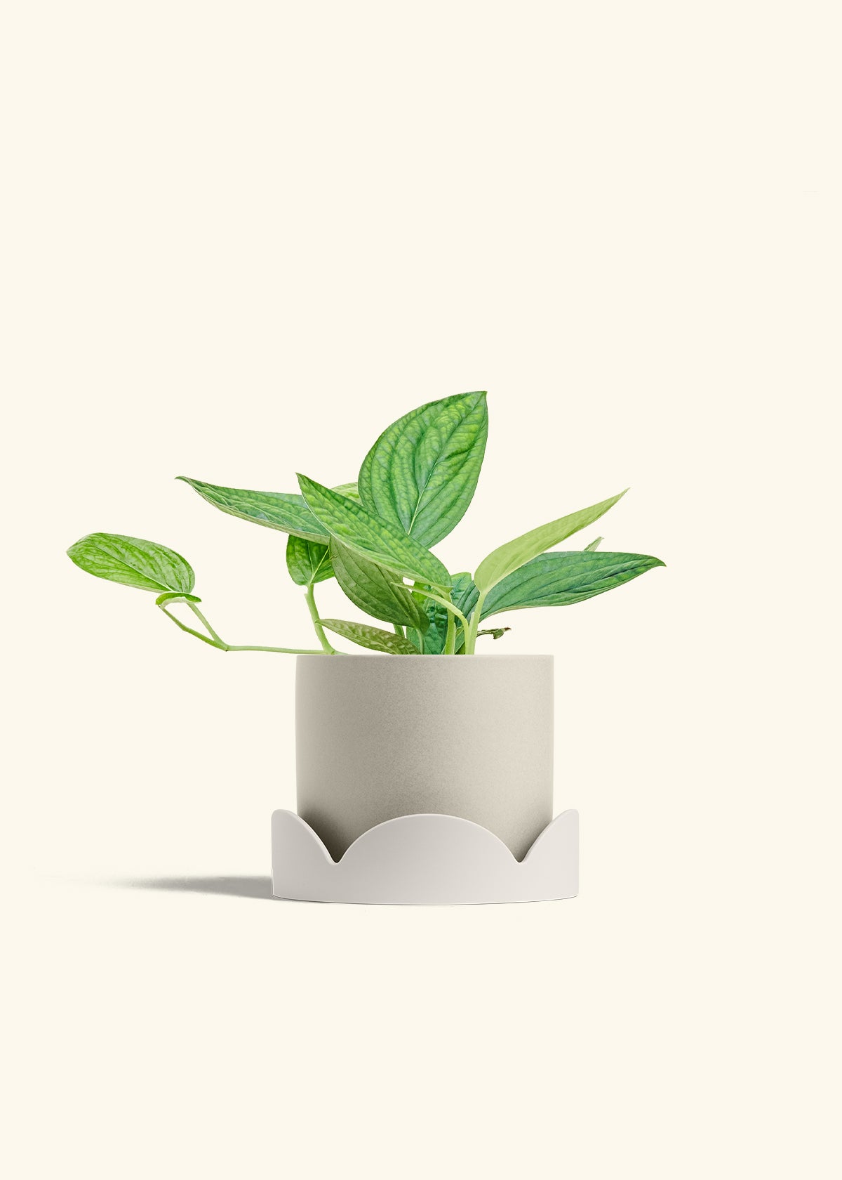 Monstera 'Peru', Medium in a 6 inches Oat Classic Cylinder Planter in a Oat Petal Drip Tray