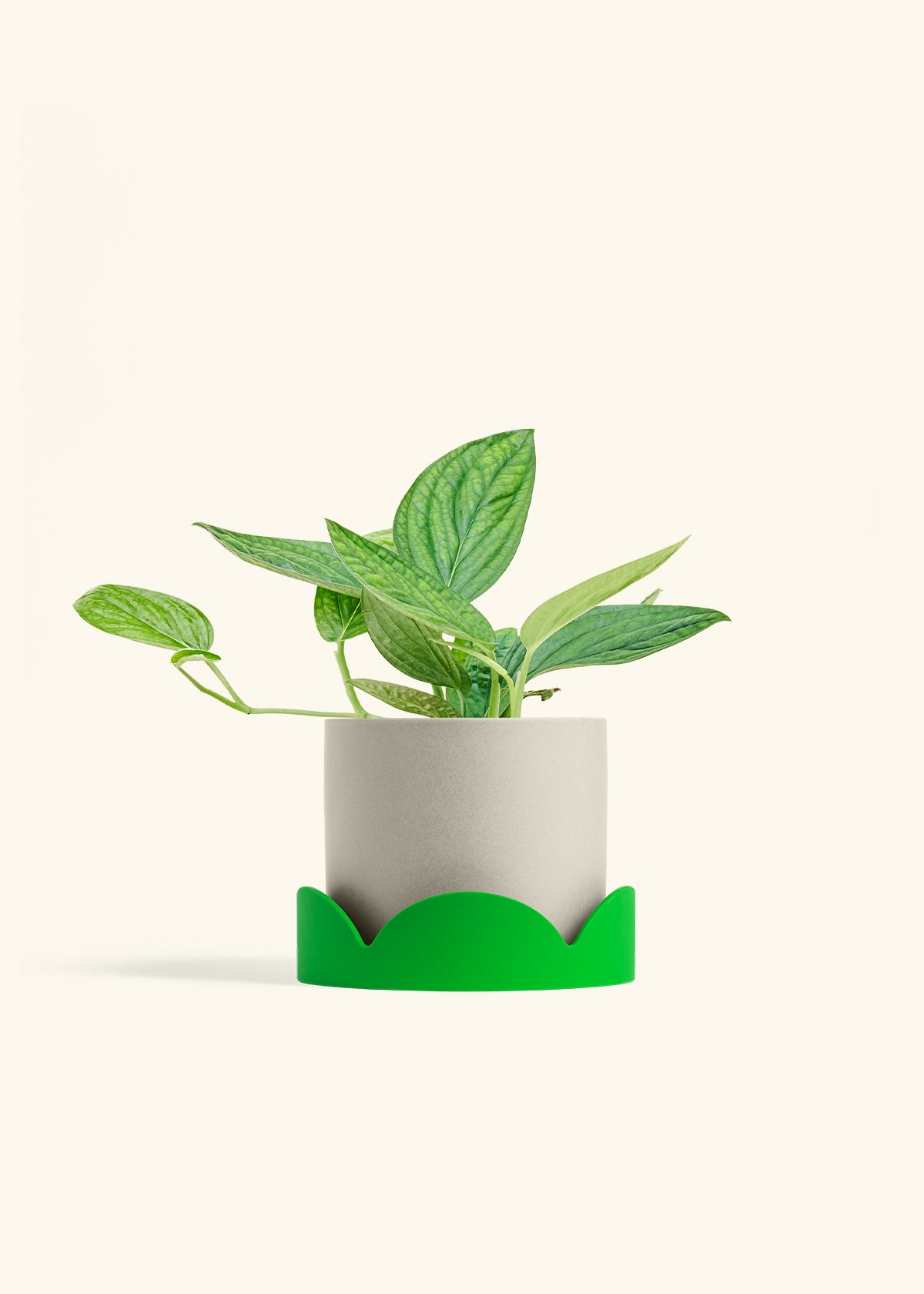 Monstera 'Peru', Medium in a 6 inches Oat Classic Cylinder Planter in a Shamrock Petal Drip Tray