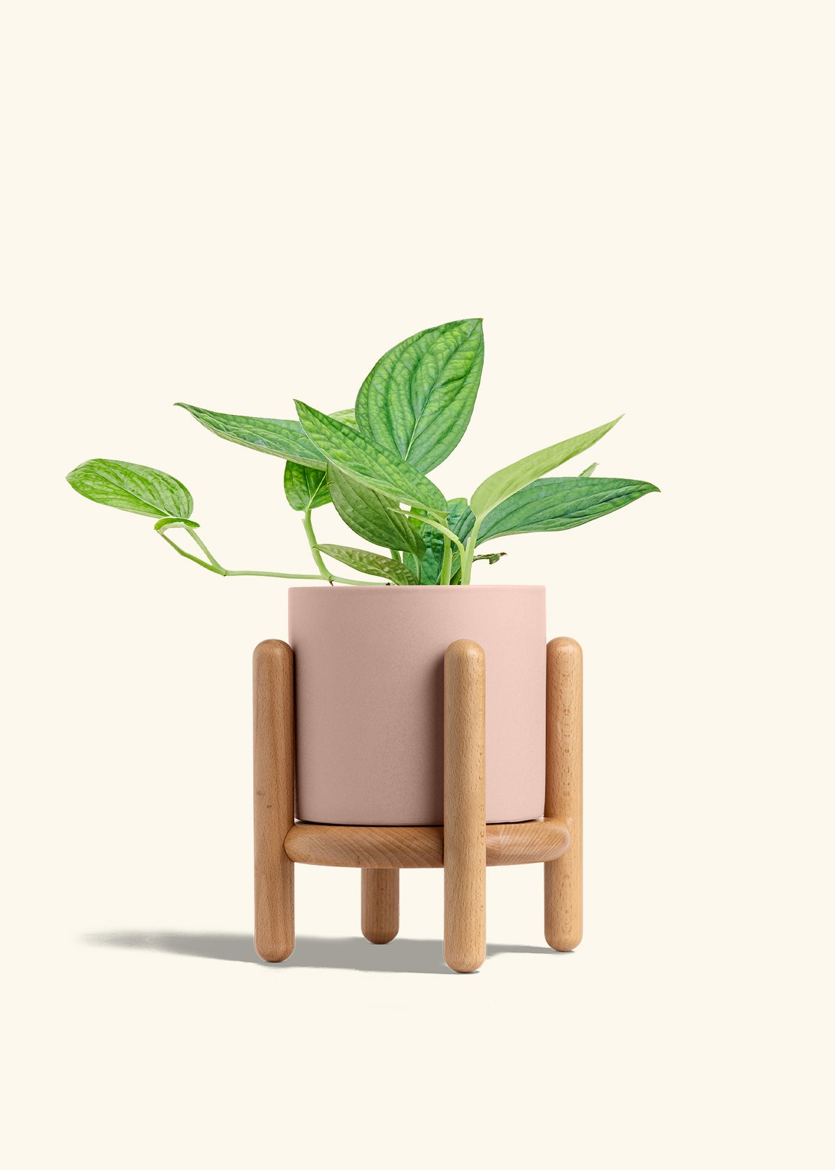 Monstera 'Peru', Medium in a 6 inches Pink Classic Cylinder Planter in a Beech Wood Stand