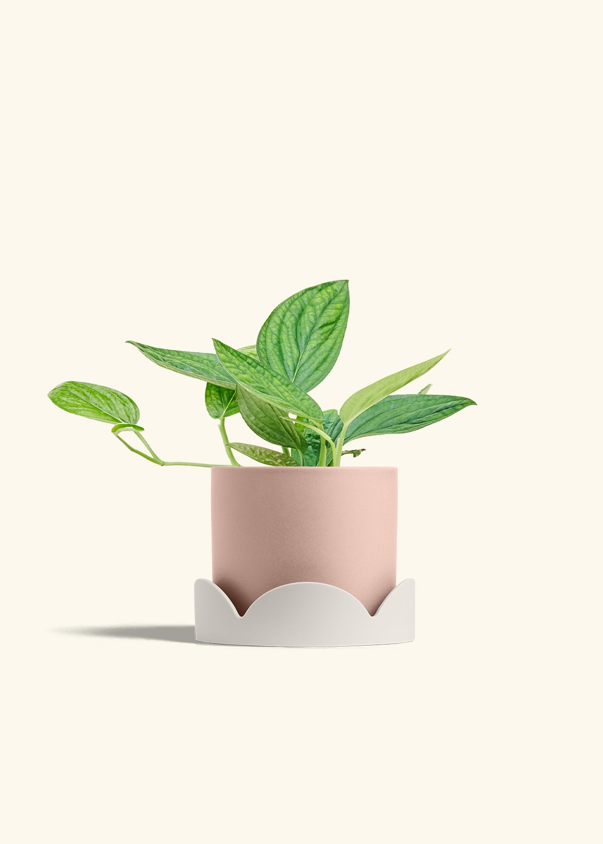 Monstera 'Peru', Medium in a 6 inches Pink Classic Cylinder Planter in a Oat Petal Drip Tray