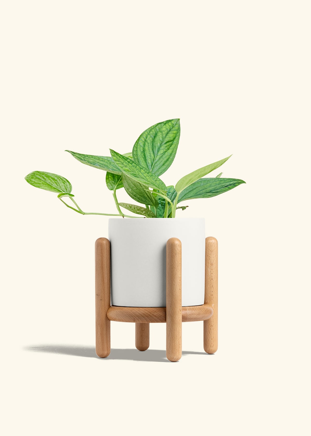 Monstera 'Peru', Medium in a 6 inches White Classic Cylinder Planter in a Beech Wood Stand