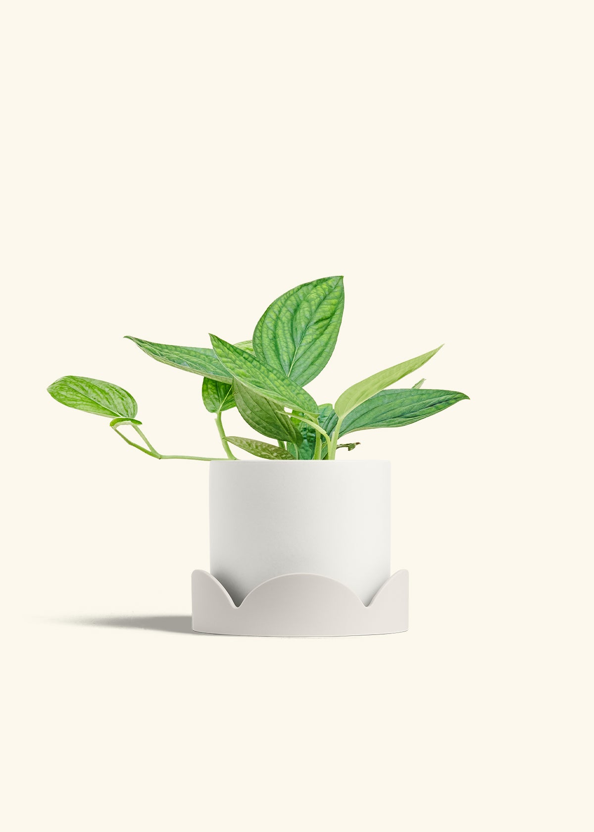 Monstera 'Peru', Medium in a 6 inches White Classic Cylinder Planter in a Oat Petal Drip Tray