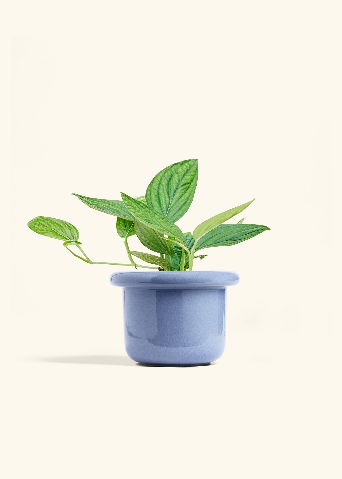 Monstera 'Peru', Medium in a 6 inches Fat Lip Blue Planter