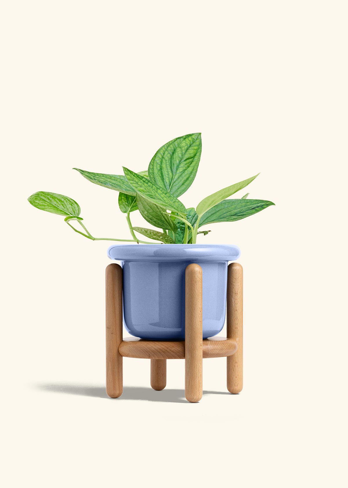 Monstera 'Peru', Medium in a 6 inches Fat Lip Blue Planter in a Beech Wood Stand