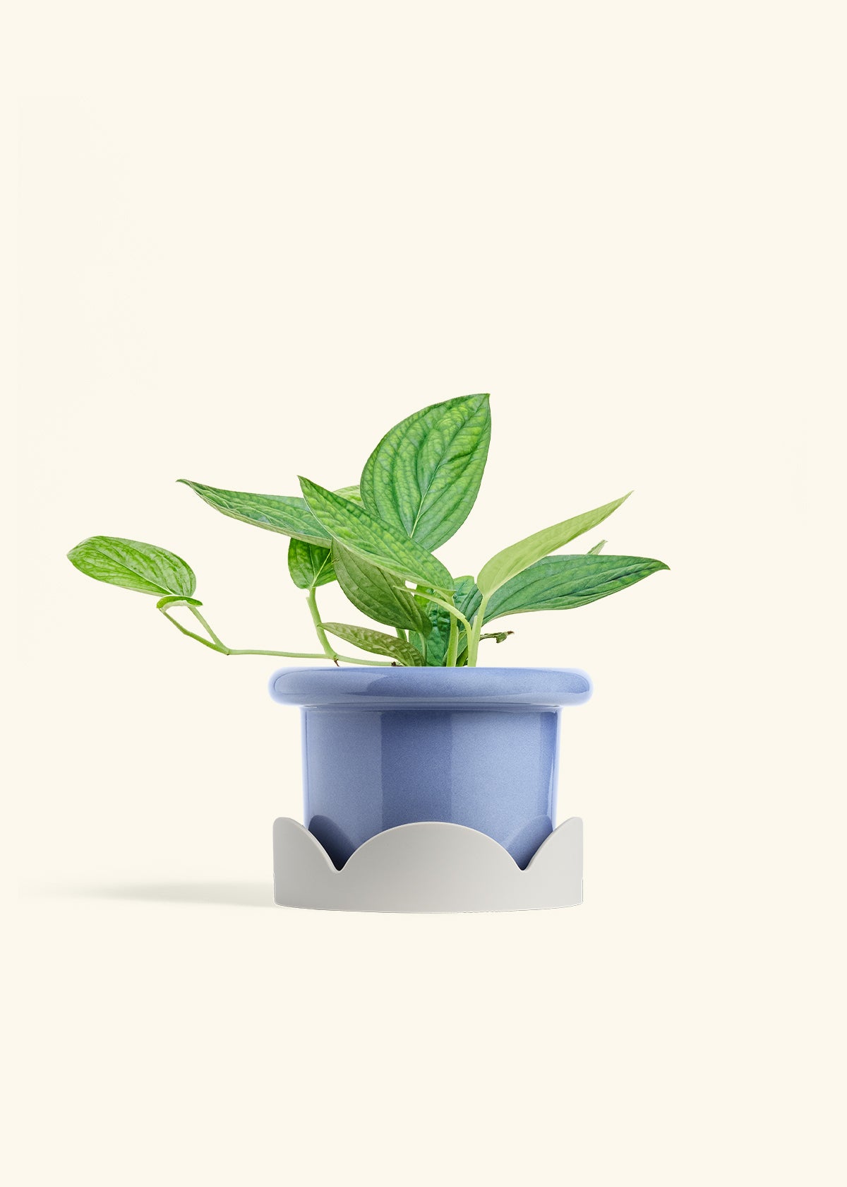 Monstera 'Peru', Medium in a 6 inches Fat Lip Blue Planter in a Oat Petal Drip Tray