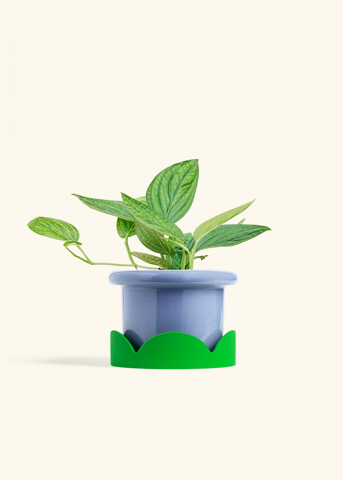 Monstera 'Peru', Medium in a 6 inches Fat Lip Blue Planter in a Shamrock Petal Drip Tray