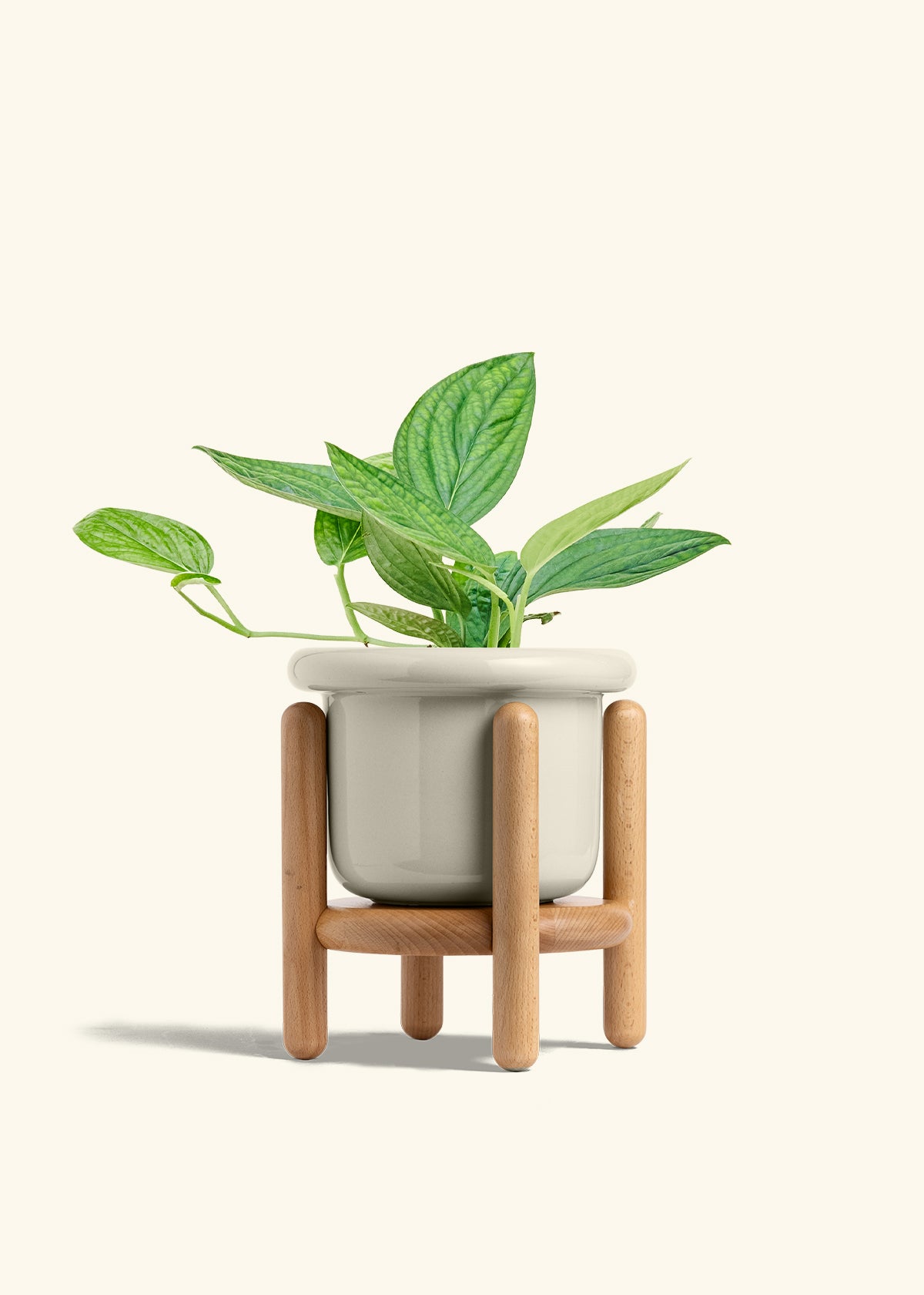 Monstera 'Peru', Medium in a 6 inches Fat Lip Oat Planter in a Beech Wood Stand