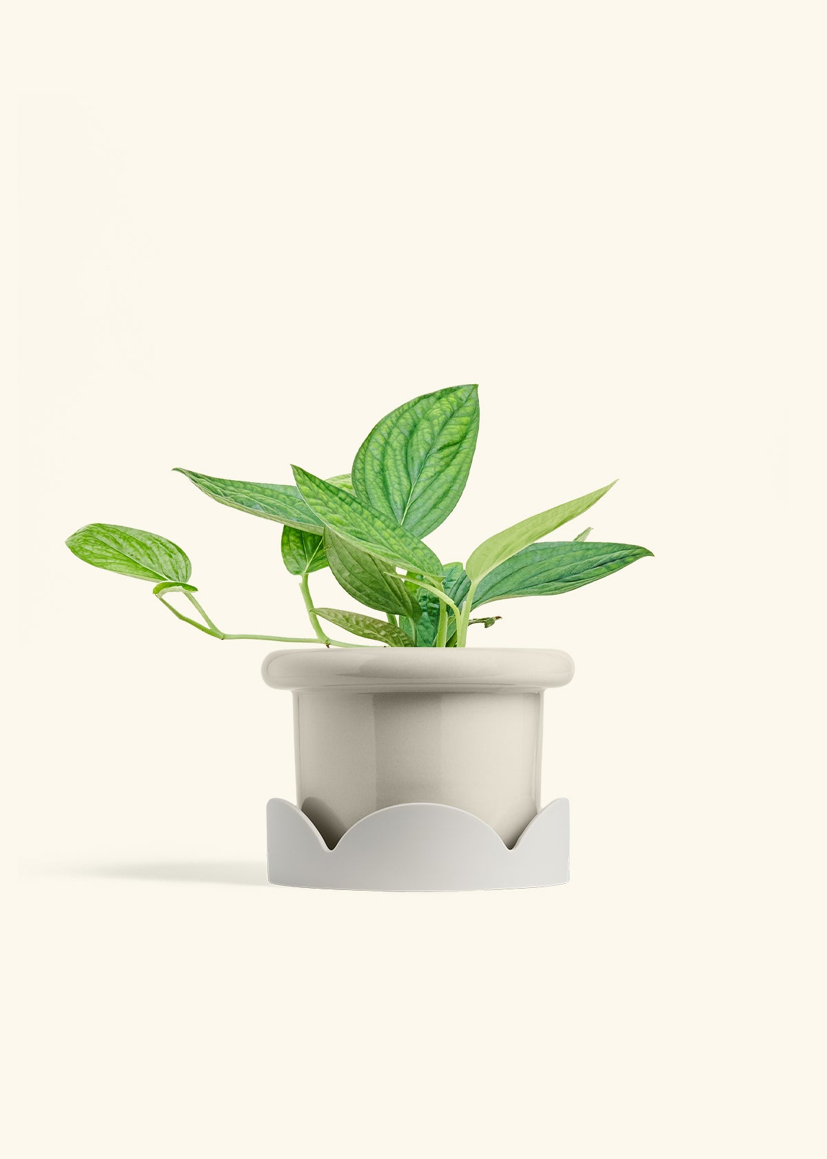 Monstera 'Peru', Medium in a 6 inches Fat Lip Oat Planter in a Oat Petal Drip Tray