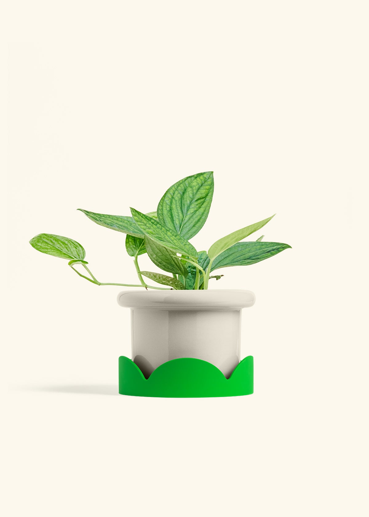 Monstera 'Peru', Medium in a 6 inches Fat Lip Oat Planter in a Shamrock Petal Drip Tray