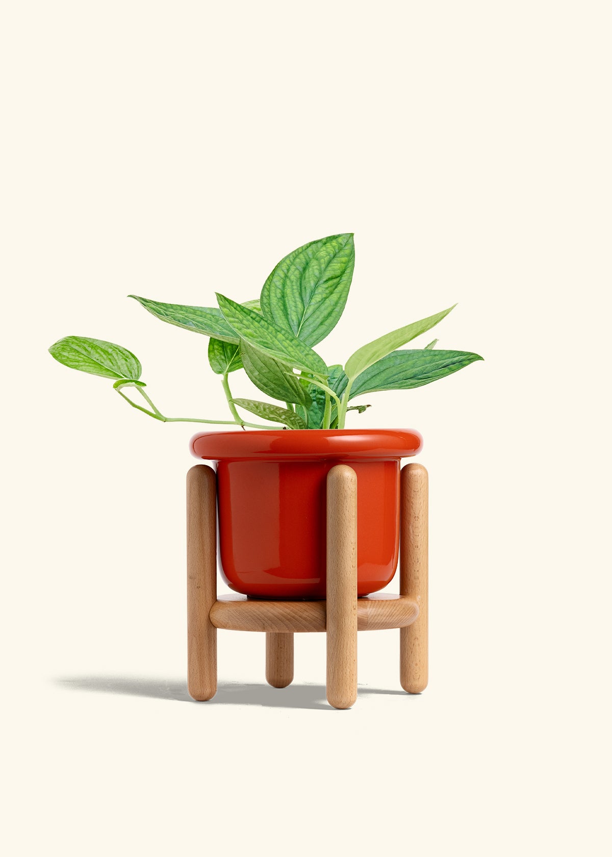 Monstera 'Peru', Medium in a 6 inches Fat Lip Red Planter in a Beech Wood Stand