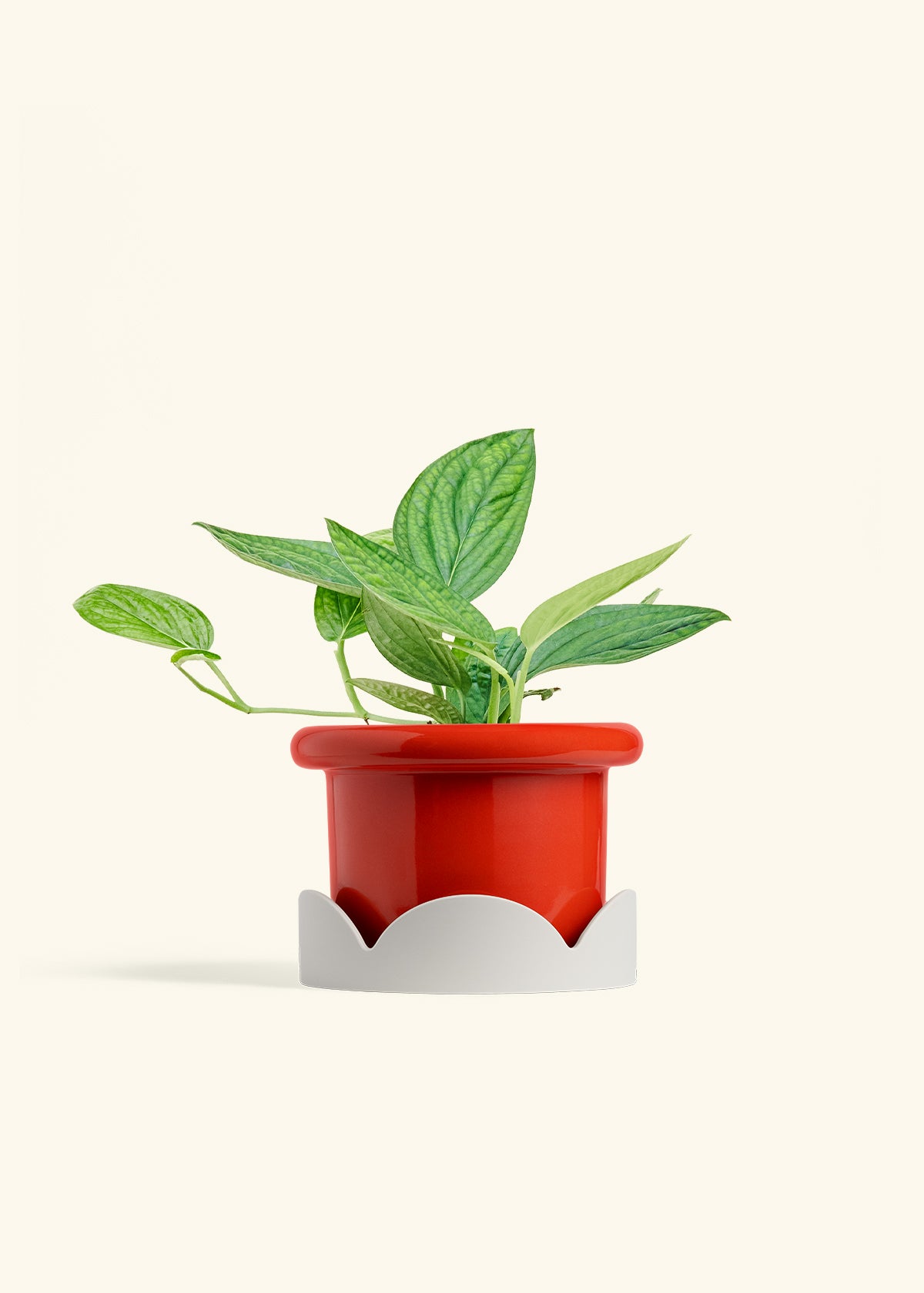 Monstera 'Peru', Medium in a 6 inches Fat Lip Red Planter in a Oat Petal Drip Tray