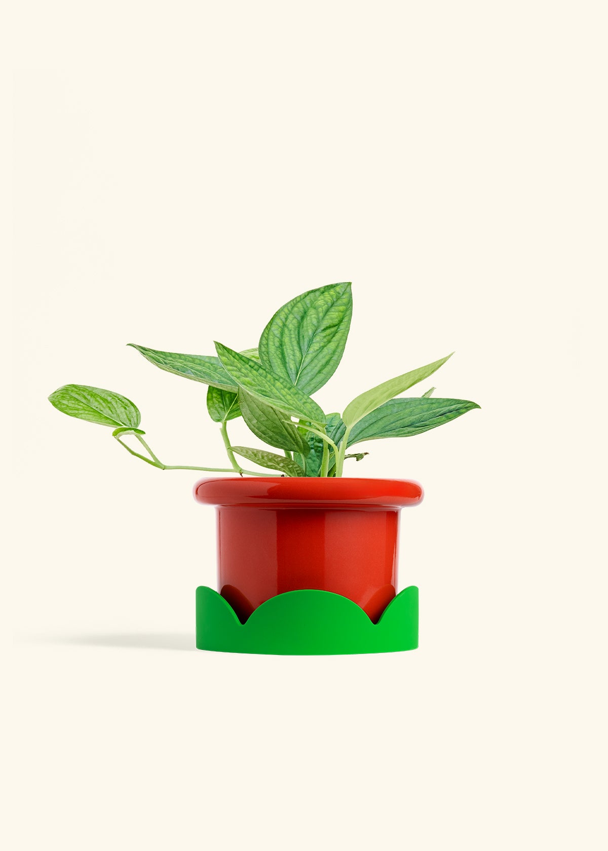 Monstera 'Peru', Medium in a 6 inches Fat Lip Red Planter in a Shamrock Petal Drip Tray