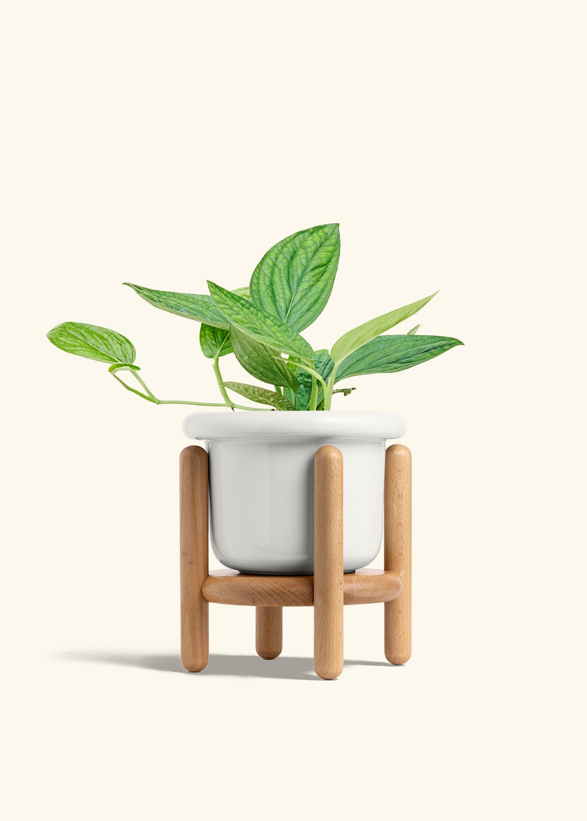 Monstera 'Peru', Medium in a 6 inches Fat Lip White Planter in a Beech Wood Stand