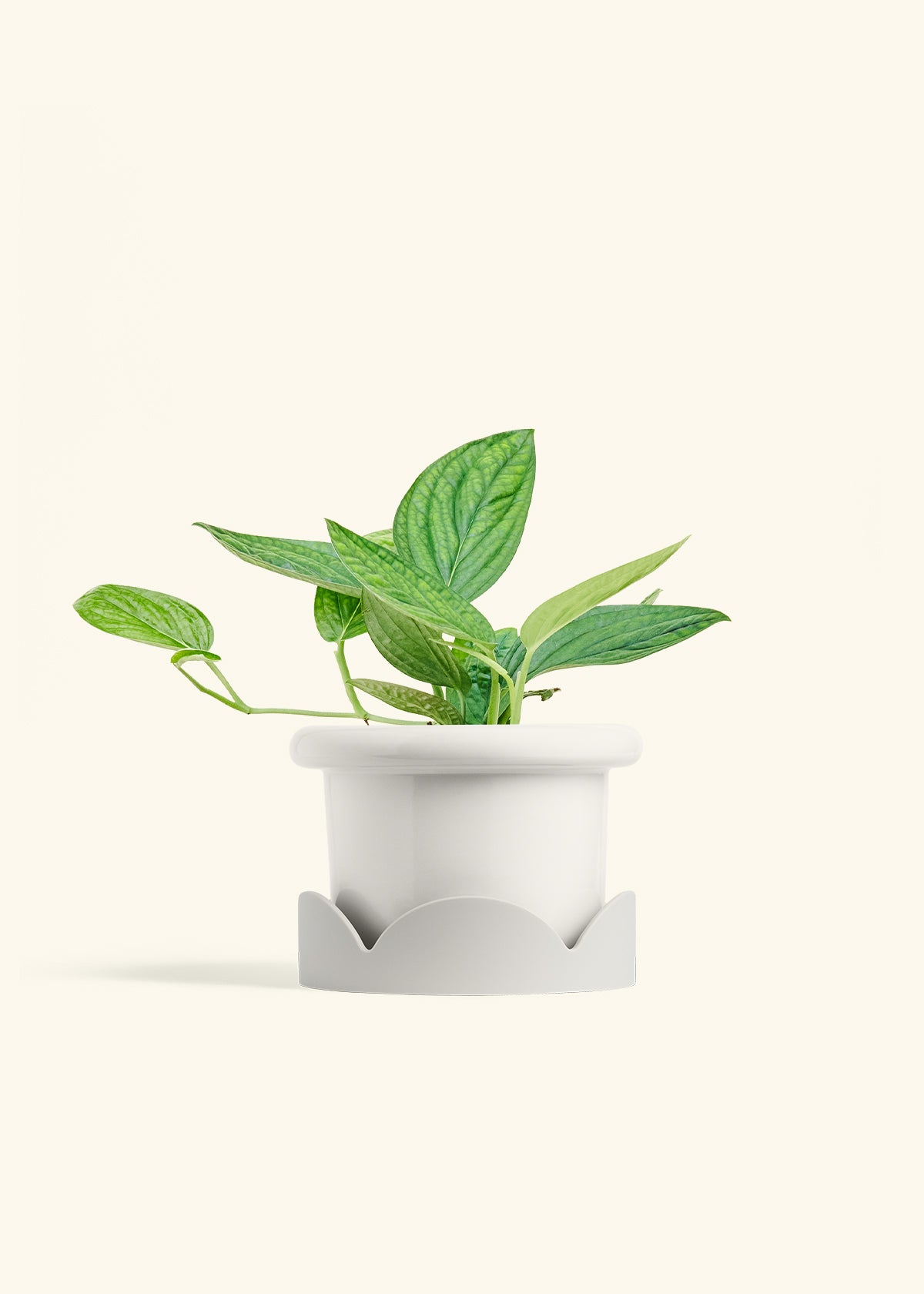 Monstera 'Peru', Medium in a 6 inches Fat Lip White Planter in a Oat Petal Drip Tray