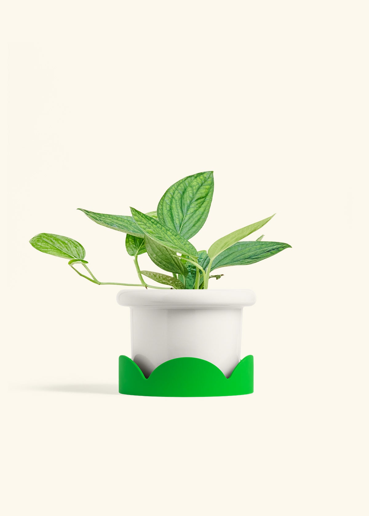 Monstera 'Peru', Medium in a 6 inches Fat Lip White Planter in a Shamrock Petal Drip Tray