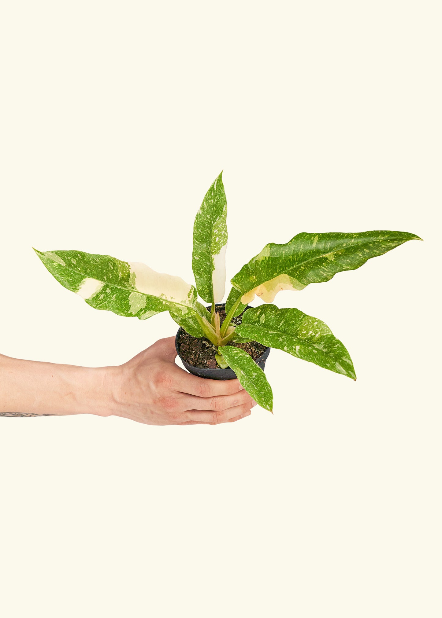 Philodendron 'Ring of Fire' in a 4 grow pot