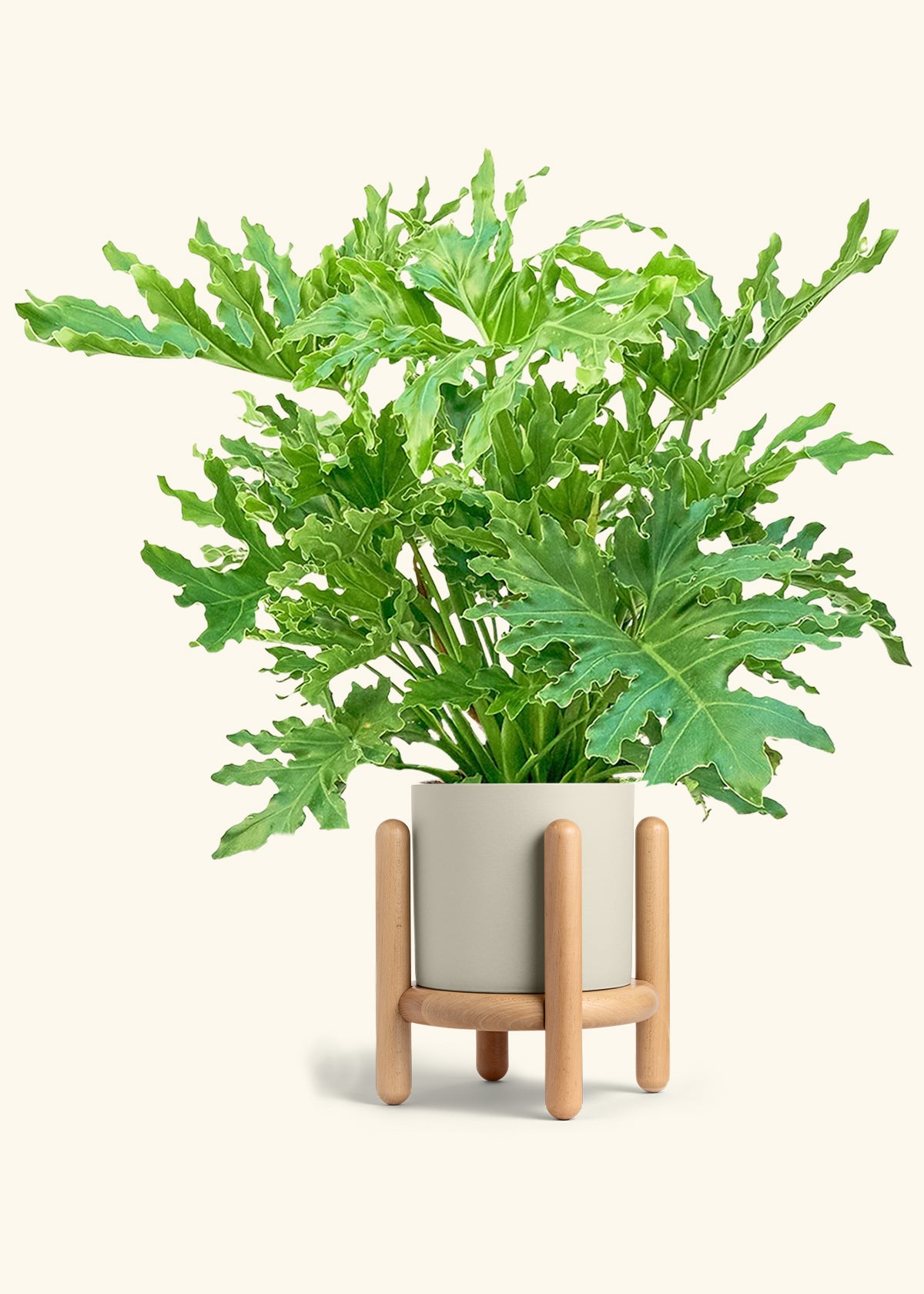 Philodendron Lickety Splitz in a 10 inches Oat Classic Cylinder Planter in a Beech Wood Stand