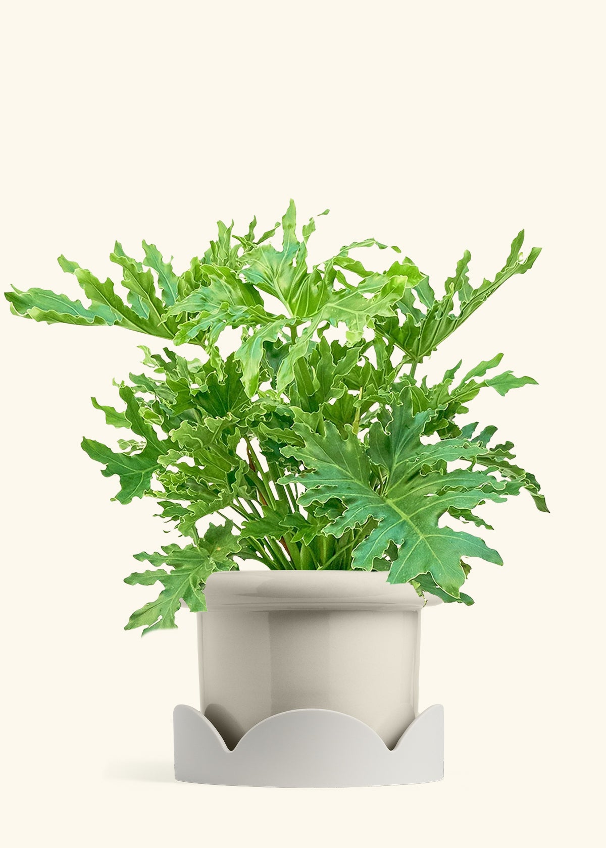 Fat Lip Planter Tray Combo, Oat