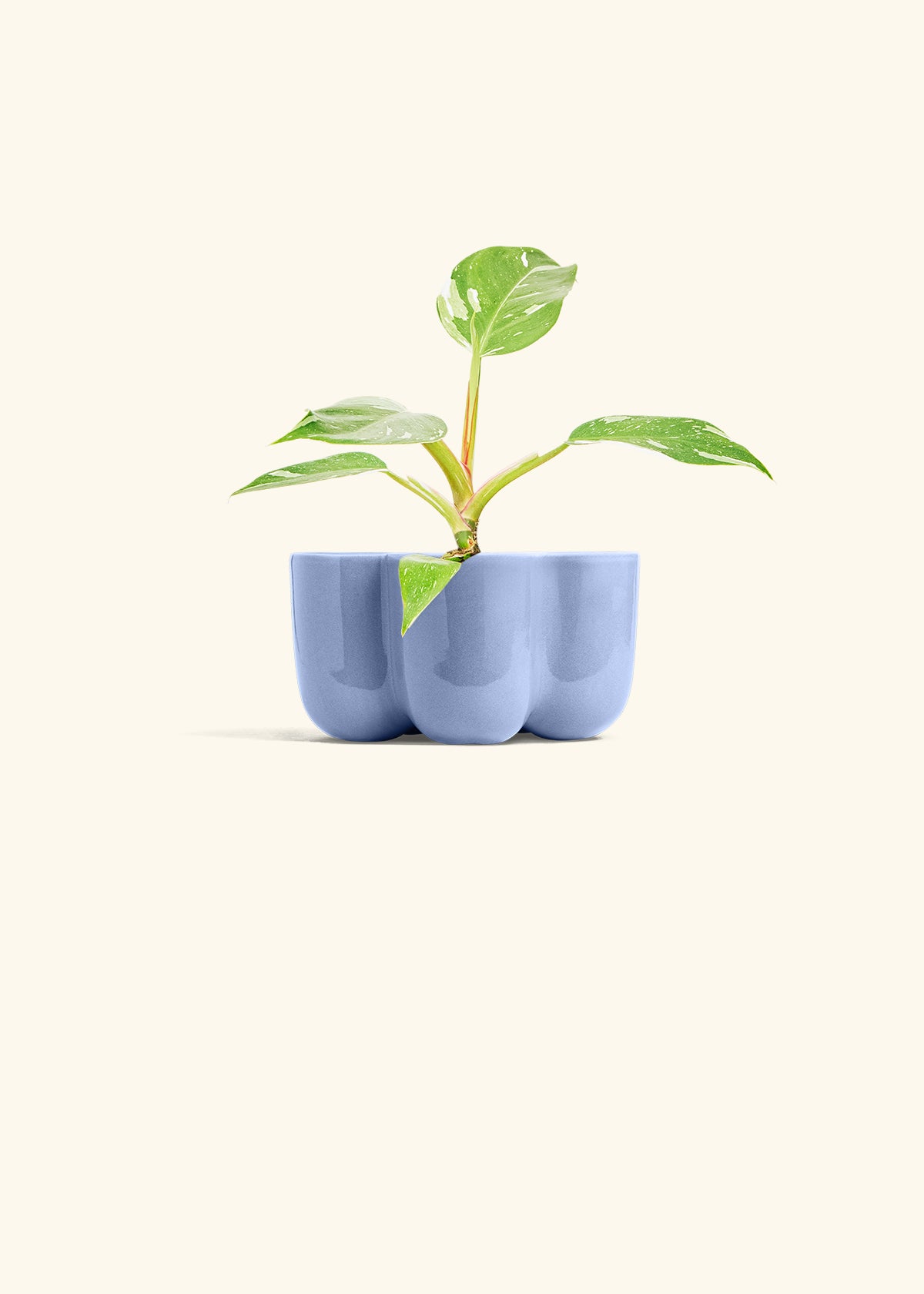 Philodendron White Princess in a 4 inches in a Red Petal Planter