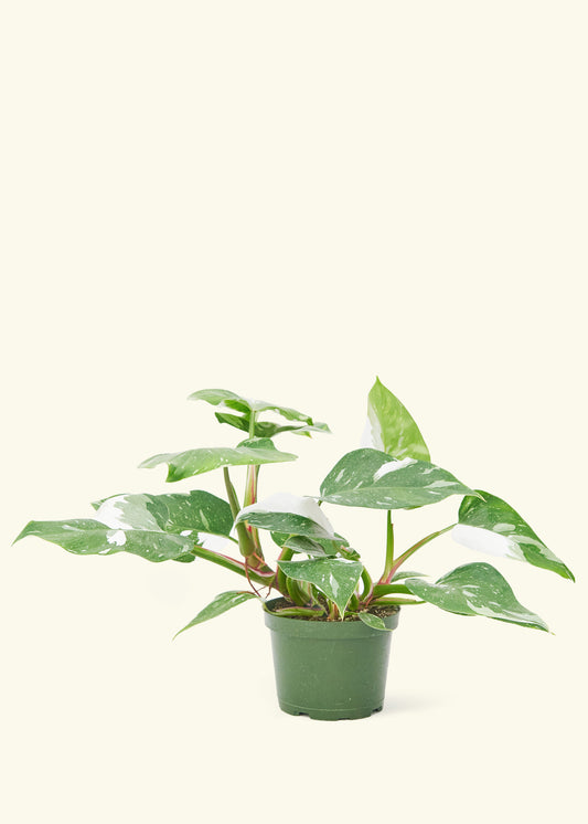 Philodendron White Princess in a 6  inches grow pot
