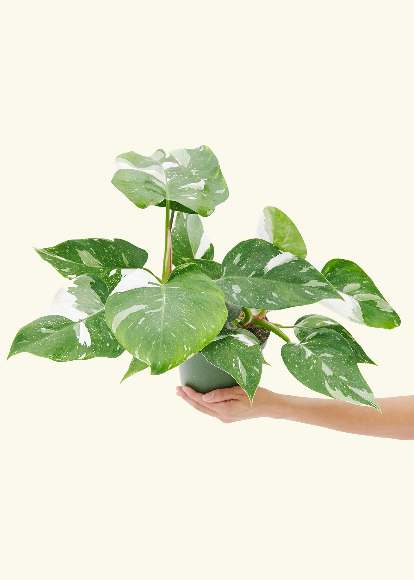 Philodendron White Princess in a 6  inches grow pot