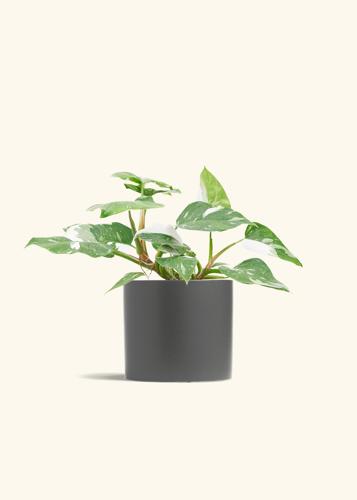 Philodendron White Princess in a 6  inches Pink Classic Cylinder Planter in a Beech Wood Stand