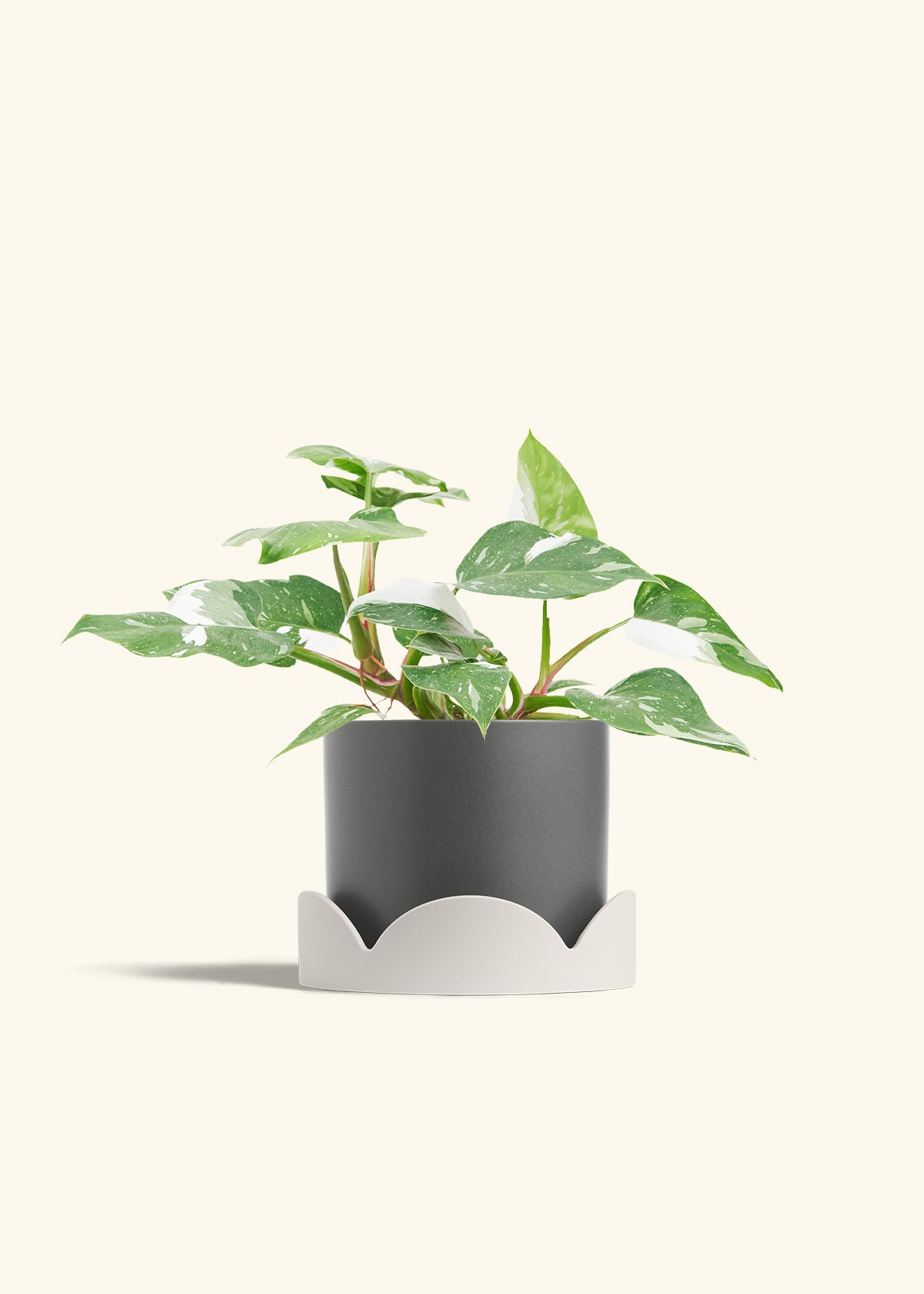 Philodendron White Princess in a 6  inches Charcoal Classic Cylinder Planter in a Oat Petal Drip Tray