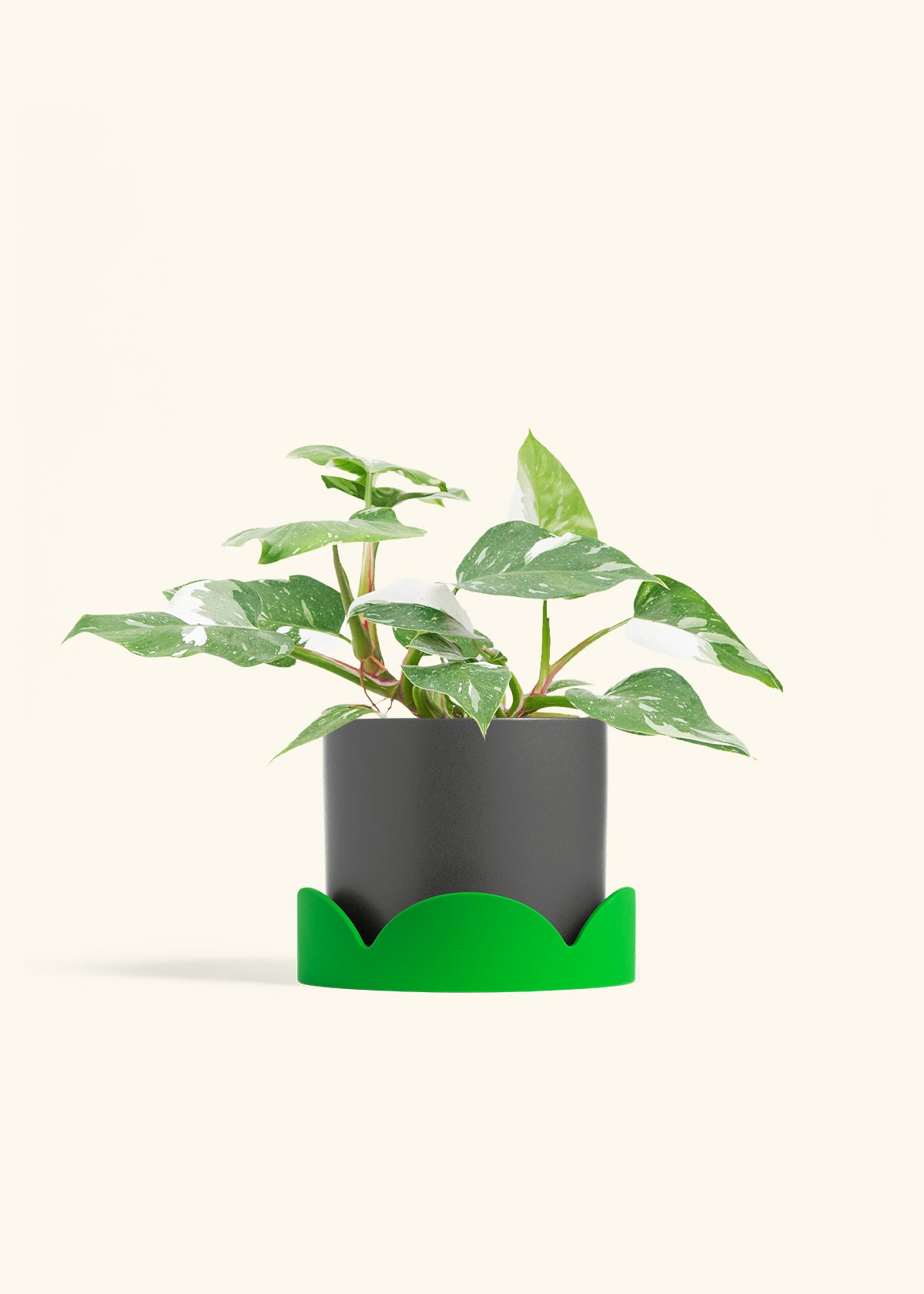 Philodendron White Princess in a 6  inches Charcoal Classic Cylinder Planter in a Shamrock Petal Drip Tray