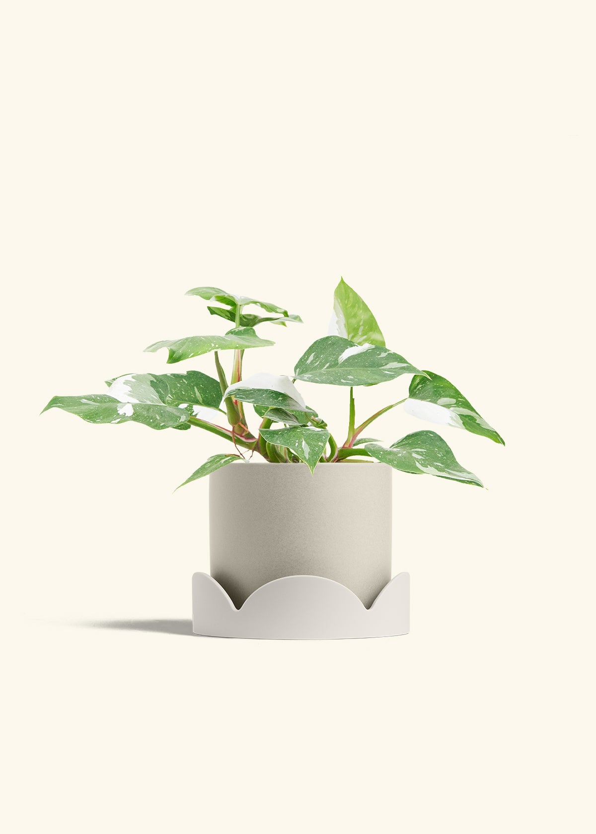 Philodendron White Princess in a 6  inches Oat Classic Cylinder Planter in a Oat Petal Drip Tray