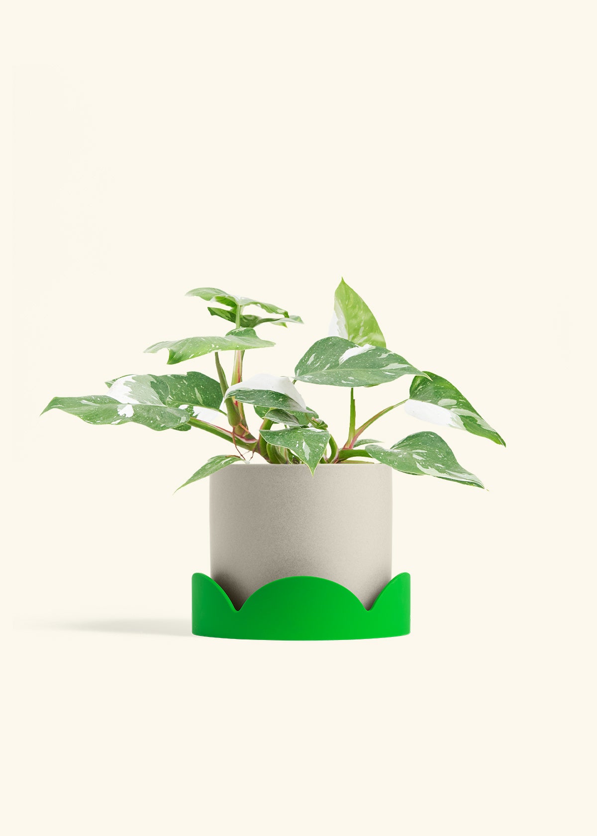 Philodendron White Princess in a 6  inches Oat Classic Cylinder Planter in a Shamrock Petal Drip Tray