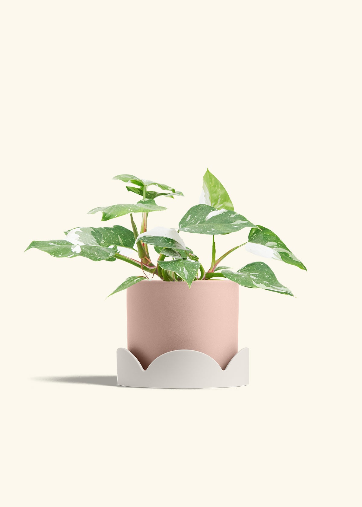 Philodendron White Princess in a 6  inches Pink Classic Cylinder Planter in a Oat Petal Drip Tray