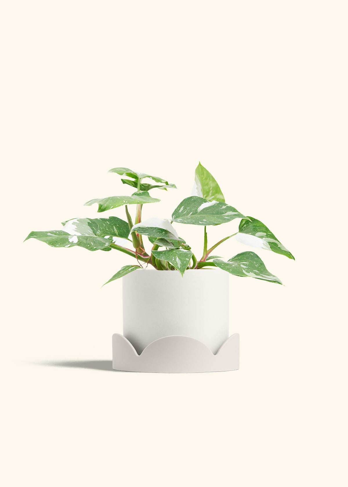 Philodendron White Princess in a 6  inches White Classic Cylinder Planter in a Oat Petal Drip Tray