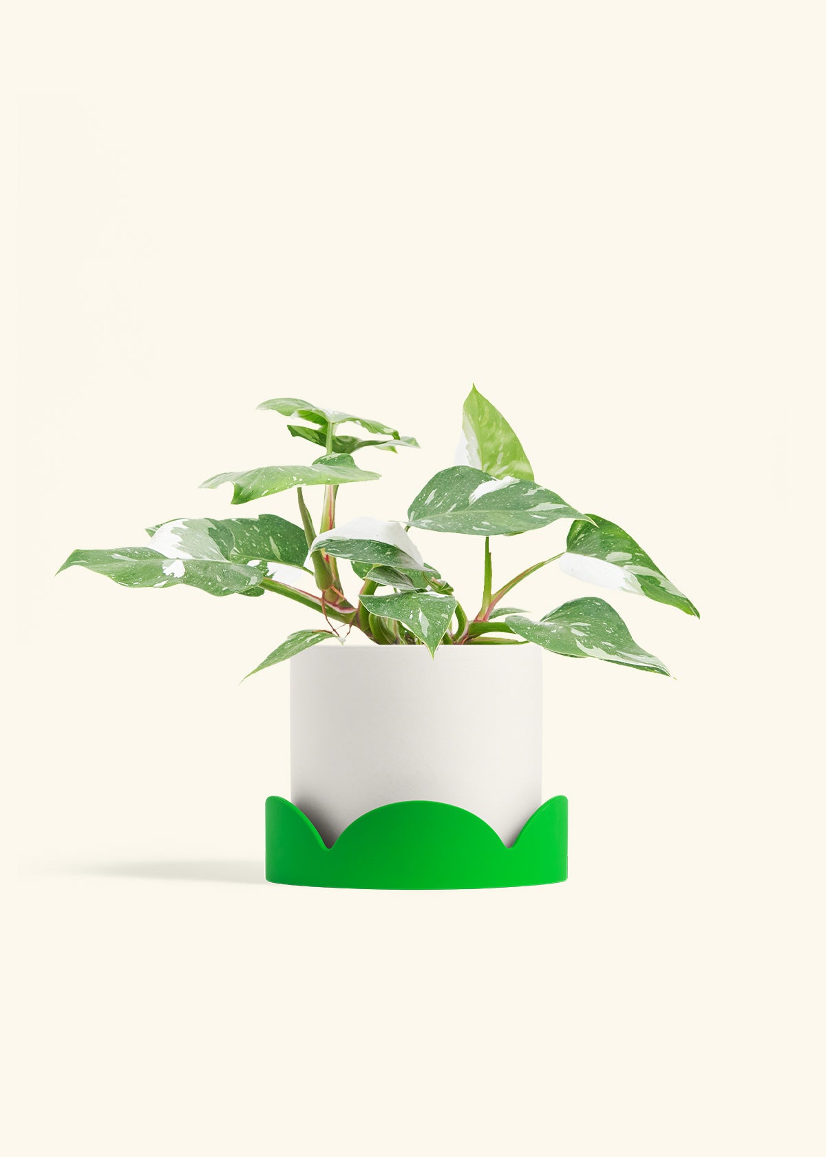 Philodendron White Princess in a 6  inches White Classic Cylinder Planter in a Shamrock Petal Drip Tray