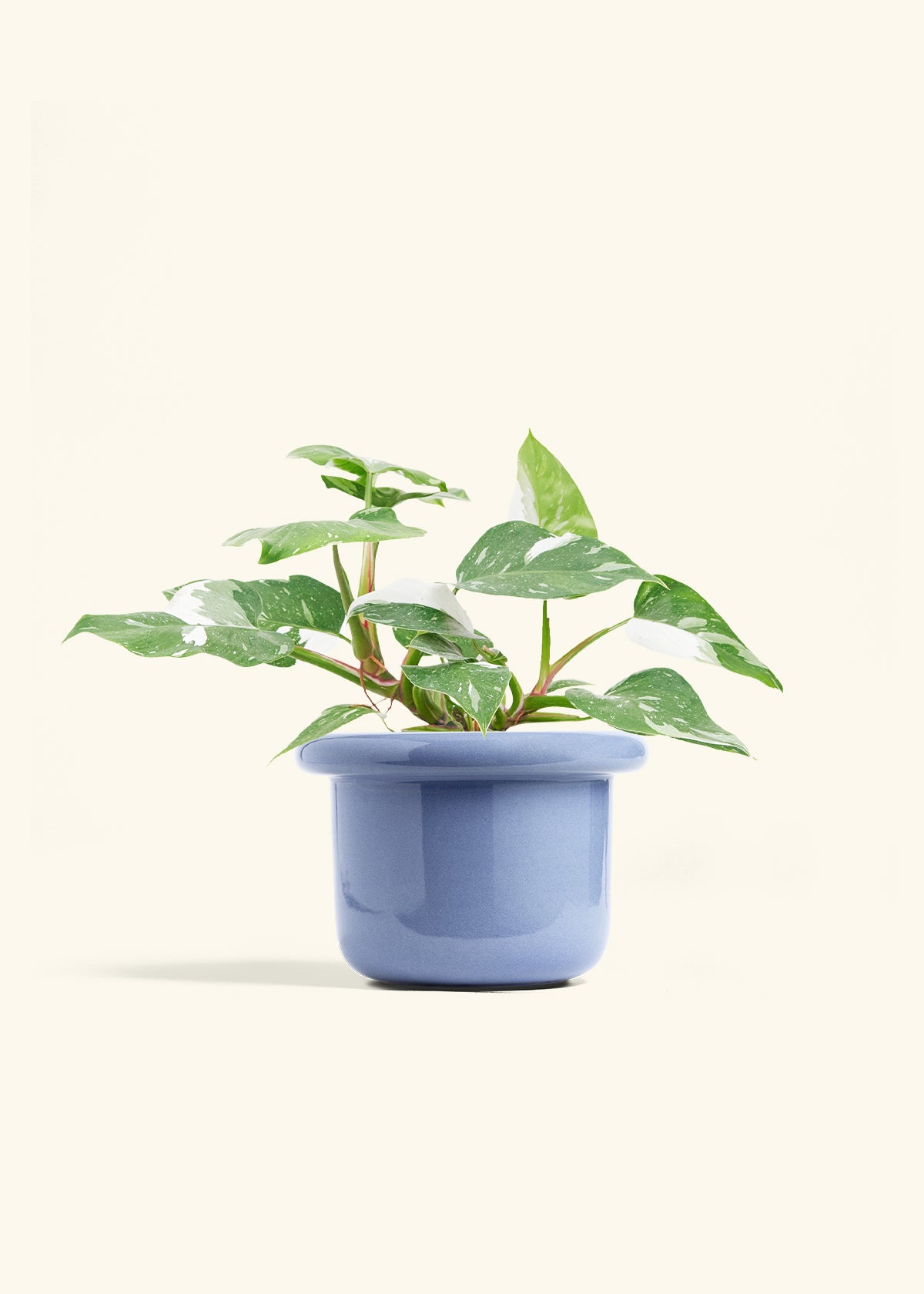 Philodendron White Princess in a 6  inches Fat Lip Blue Planter