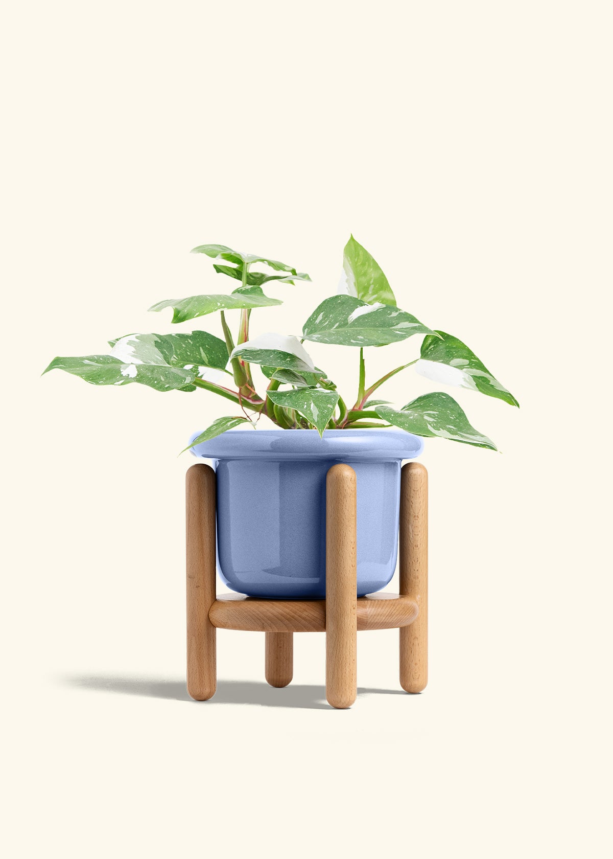 Philodendron White Princess in a 6  inches Fat Lip Blue Planter in a Beech Wood Stand