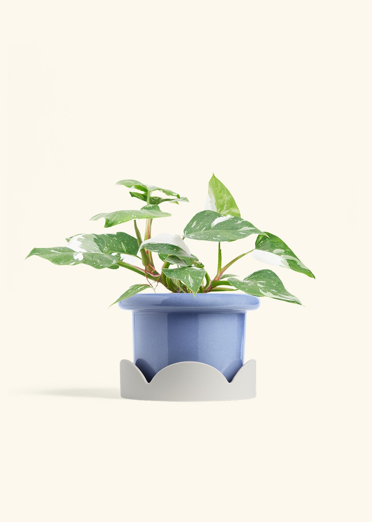 Philodendron White Princess in a 6  inches Fat Lip Blue Planter in a Oat Petal Drip Tray